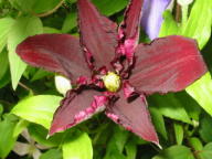 Clematis