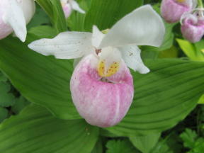 Orchidee Foto Brandt