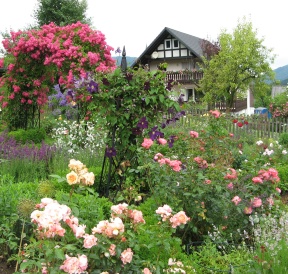 Gartenreise, GartenLiteratur und Rosen-Blog: Rosenfest Assinghausen