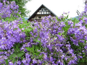 Gartenreise, GartenLiteratur und Rosen-Blog: Rosenfest Assinghausen