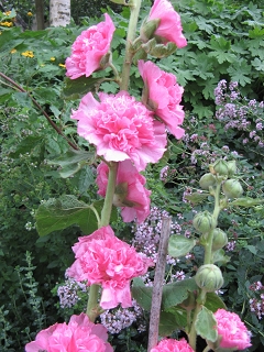 Garten Picker Borken