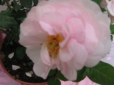 Rosenschau Unterliezheim