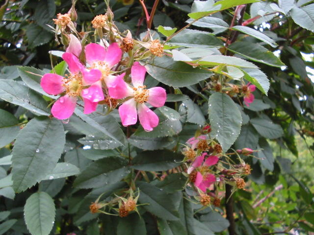 Rosa rubrifolia