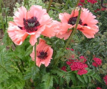 Staudenmohn fotografiert in Chipping Campden England