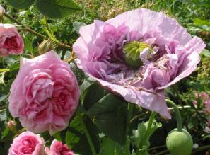 Rose mit Schlafmohn fotografiert im Garten Packwood House England