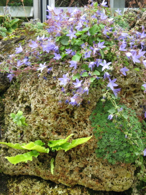 Gartenreise, GartenLiteratur und Rosen-Blog: Englandreise 2009 - Teil 4