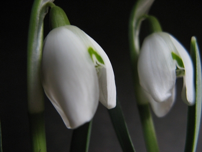 Schneegl�ckchen Galanthus