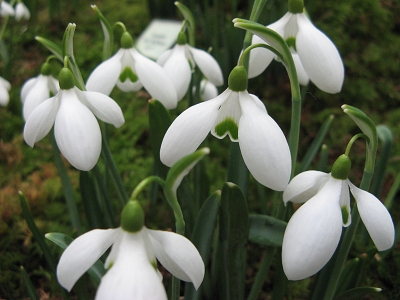 Schneegl�ckchen Galanthus