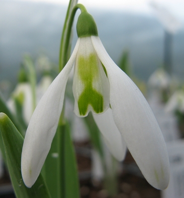 Schneegl�ckchen Galanthus