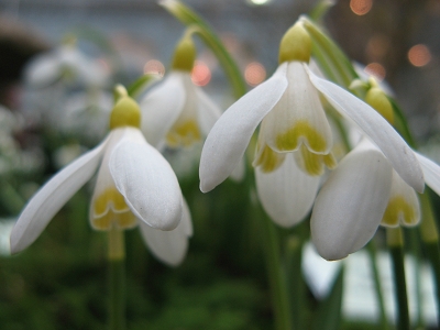 Schneegl�ckchen Galanthus