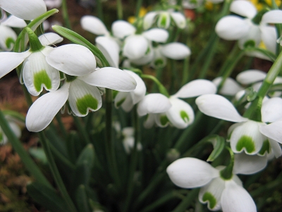Schneegl�ckchen Galanthus