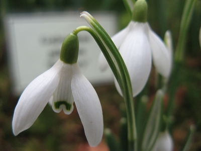 Schneegl�ckchen Galanthus