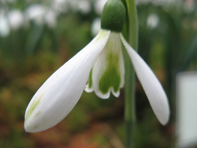 Schneegl�ckchen Galanthus