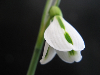 Schneegl�ckchen Galanthus