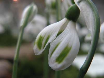 Schneegl�ckchen Galanthus