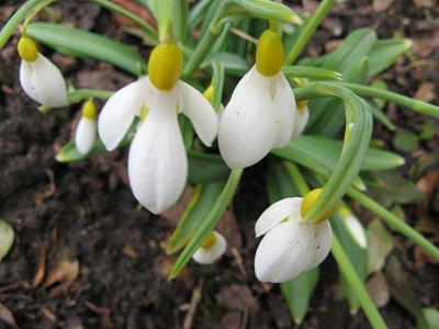 Schneegl�ckchen Galanthus