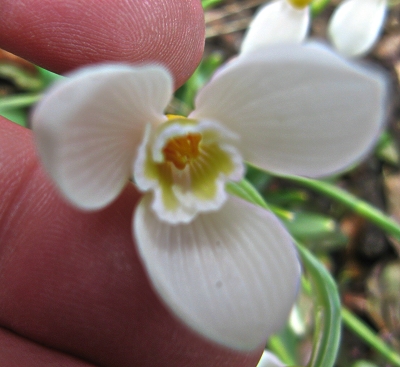 Schneegl�ckchen Galanthus