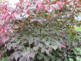 Cercis canadensis Forest Pansy Foto Brandt