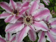 Clematis