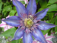 Clematis Foto Brandt