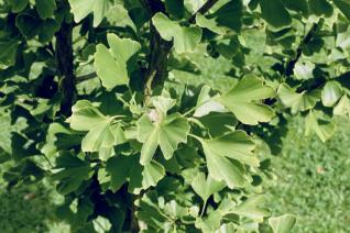 Ginkgo Faecherblattbaum Foto Brandt