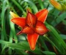 Hemerocallis Foto Brandt