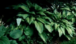 Hosta Funkie Foto Brandt