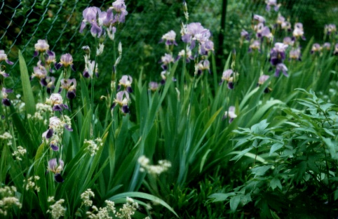 Iris Foto Brandt