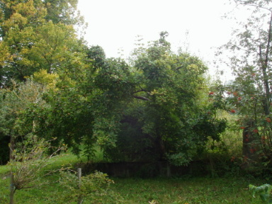 Mispelbaum Foto Kirsch-Stracke