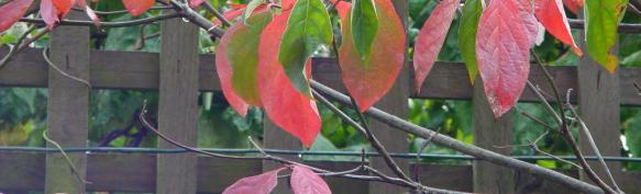 Blick über`n Gartenzaun in private Gärten