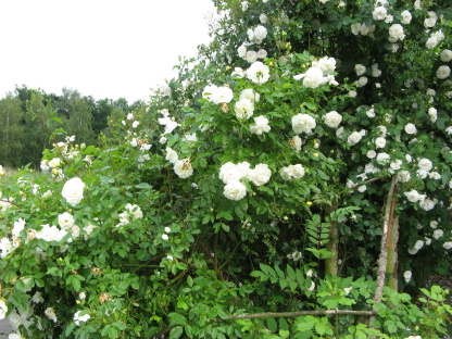 Gartenvestival Ippenburg