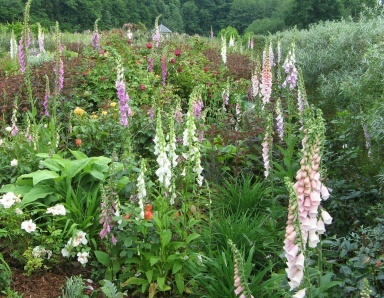 Gartenvestival Ippenburg