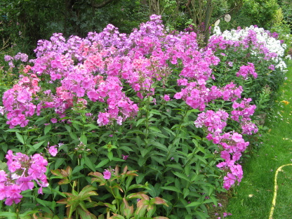 Pfarrgarten Saxdorf