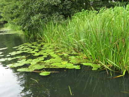 Spreewald