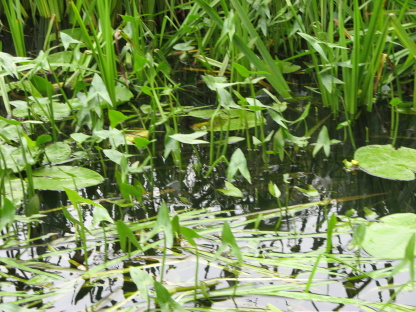 Spreewald