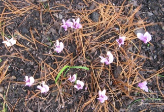 Ellerhoop Arboretum