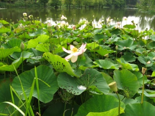 Ellerhoop Arboretum