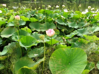 Ellerhoop Arboretum