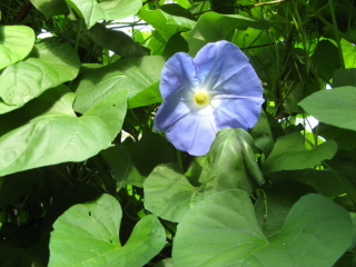 Ellerhoop Arboretum