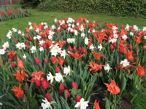 Tulpenbeete Gruga Essen