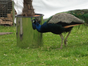 Gartenveranstaltung Gefrath Freilichtmuseum