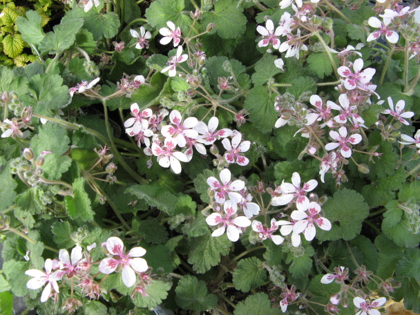 Erodium rifolium