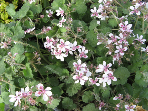 Erodium rifolium