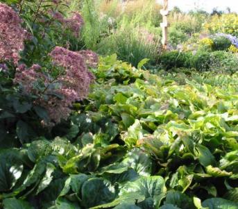 Schaugarten Kanonichenhof Neuss-Büttgen