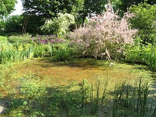 Staudengärtnerei Bornhöved