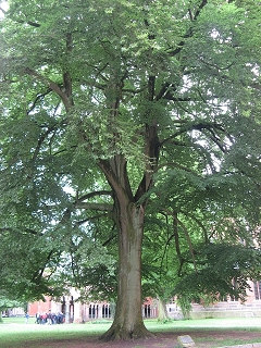 Lübecker Gänge und Höfe