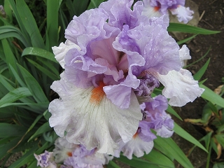 Garten Pristin