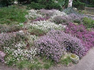 Foerstergarten Foto Brandt