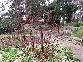 Foerstergarten Foto Brandt