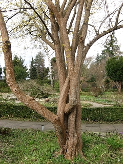 Foerstergarten Foto Brandt